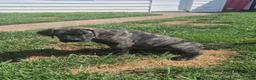 Great Dane dogs for sale: Fury - Ad 2
