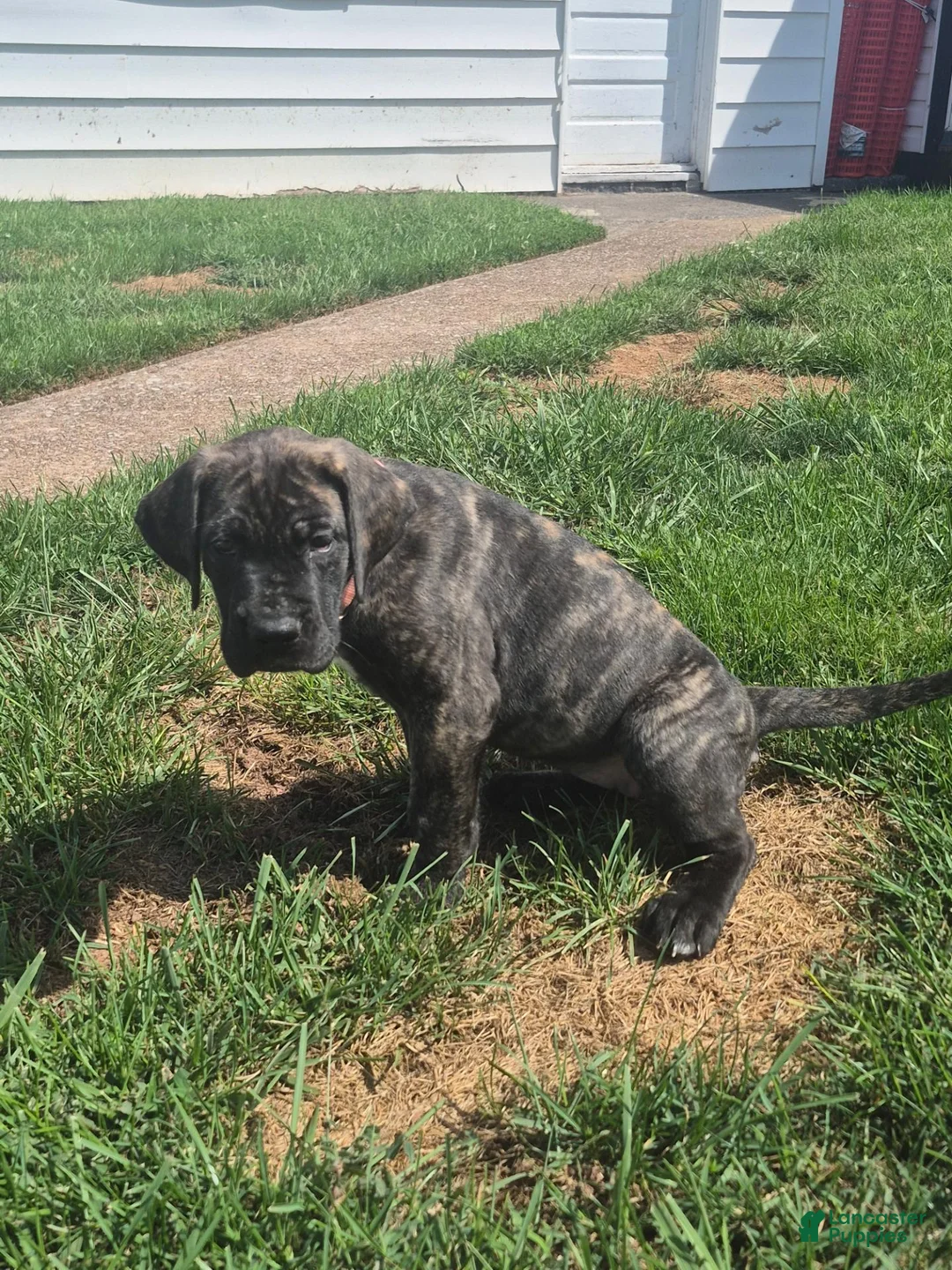 Great Dane dogs for sale: Fury - Ad 2