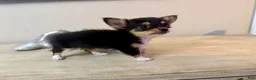 Chihuahua dogs for sale: AKC Luna - Ad 5
