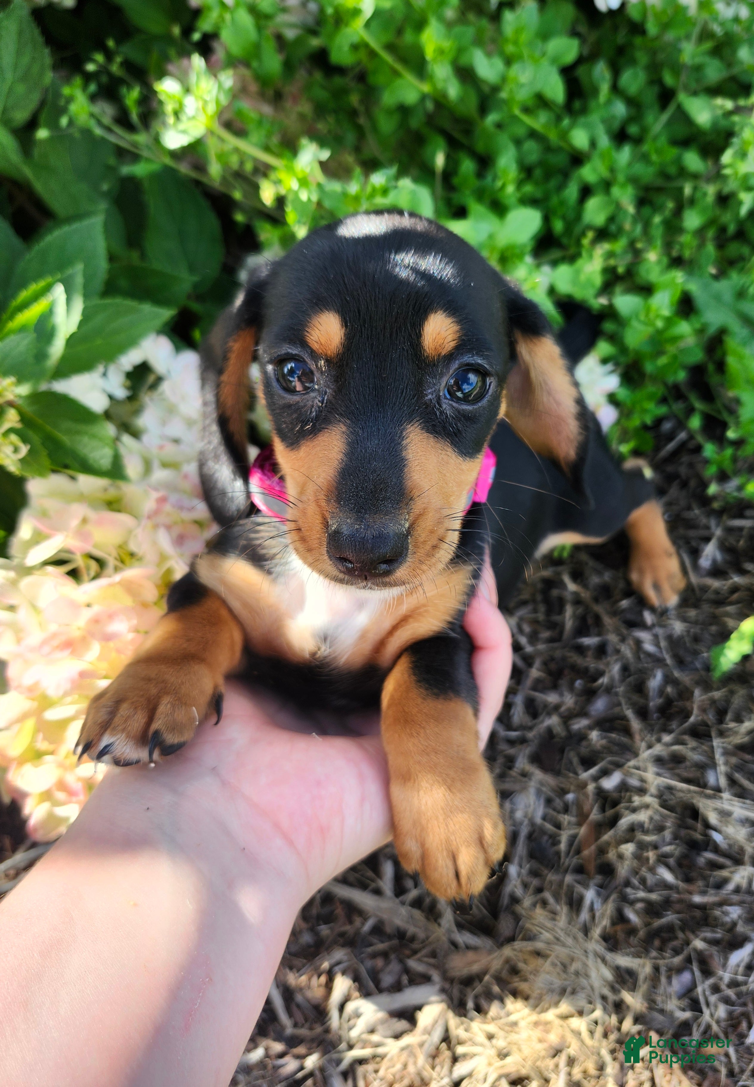 Miniature Dachshund dogs Zella - Ad 1