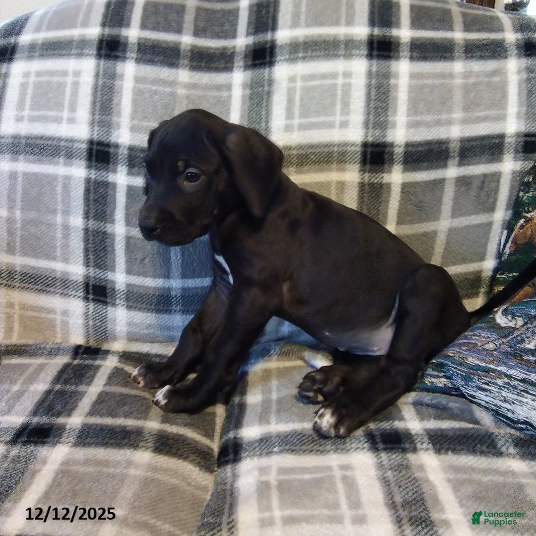 Great Dane dogs for sale: Charity - Ad 2