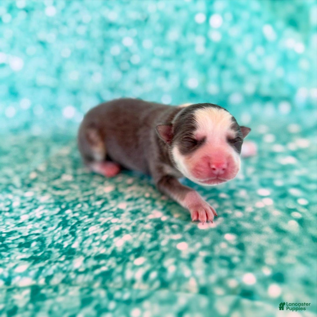 Pomsky dogs for sale: Zara - Ad 12