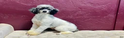 Miniature Poodle dogs for sale: Rambo 🐾 - Ad 8
