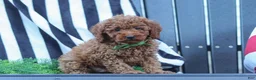 Miniature Poodle dogs for sale: Adam - Ad 4