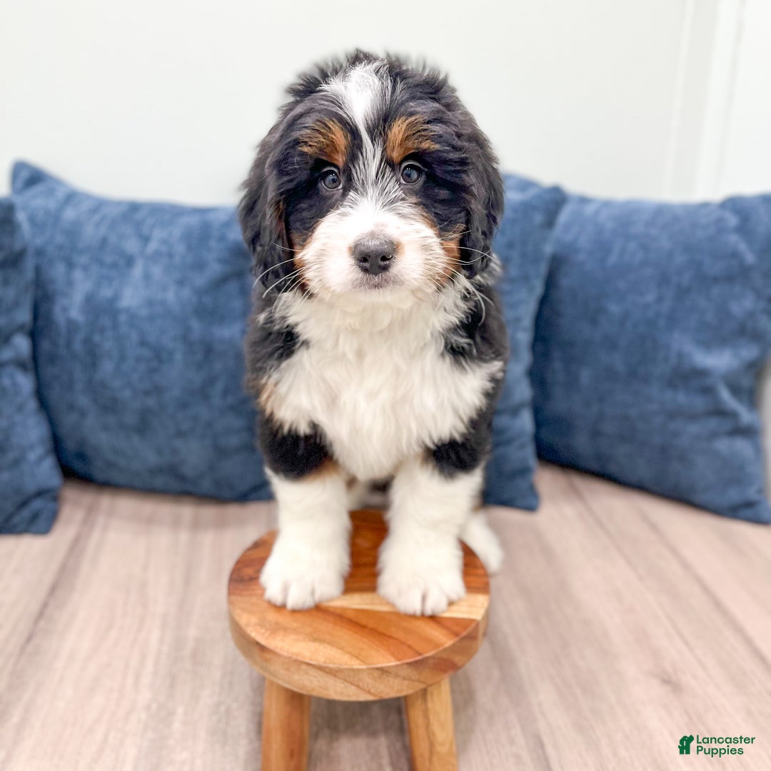 Mini Bernedoodle dogs for sale: Benson - Ad 8