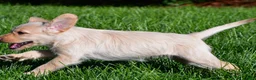 Labradoodle dogs for sale: Sadie - Ad 8