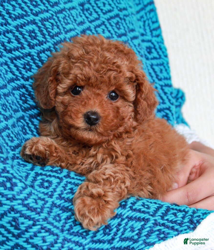 Toy Poodle dogs Max - Ad 39