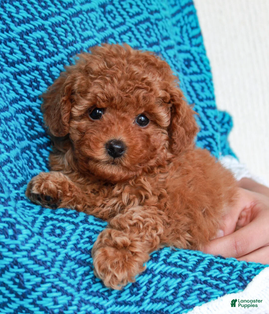 Toy Poodle dogs for sale: Max - Ad 1