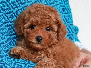 Toy Poodle dogs Max - Ad 39