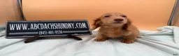 Miniature Dachshund dogs for sale: Ch Bred S.African/russian akc - Ad 14