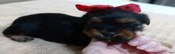 Yorkshire Terrier dogs for sale: Peyton - Ad 9