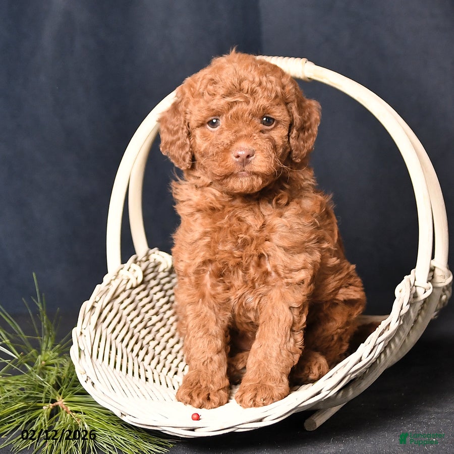 Cockapoo dogs Petals - Ad 2