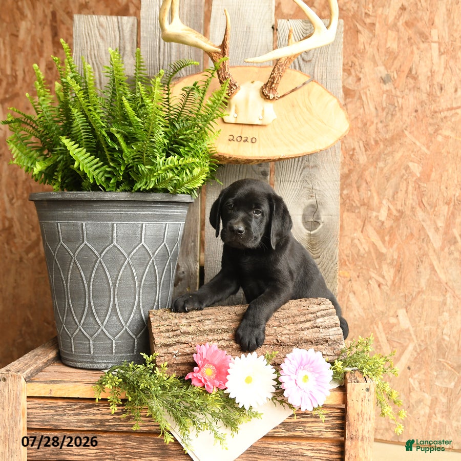 Labrador Retriever dogs Finn - Ad 2