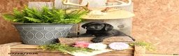 Labrador Retriever dogs for sale: Finn - Ad 2