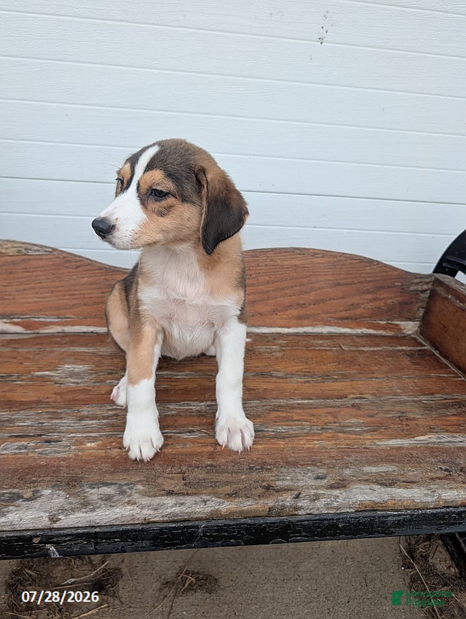 Mixed Breed dogs Lisa - Ad 12