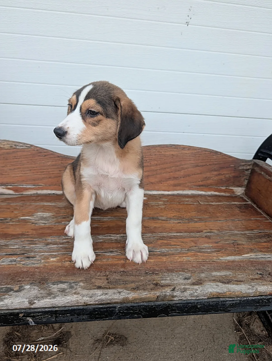 Mixed Breed dogs for sale: Lisa - Ad 1