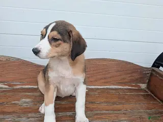 Mixed Breed dogs Lisa - Ad 12