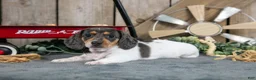 Miniature Dachshund dogs for sale: Greta - Ad 1