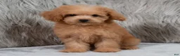 Mini Goldendoodle dogs for sale: Lily ID: 3854 - Ad 8