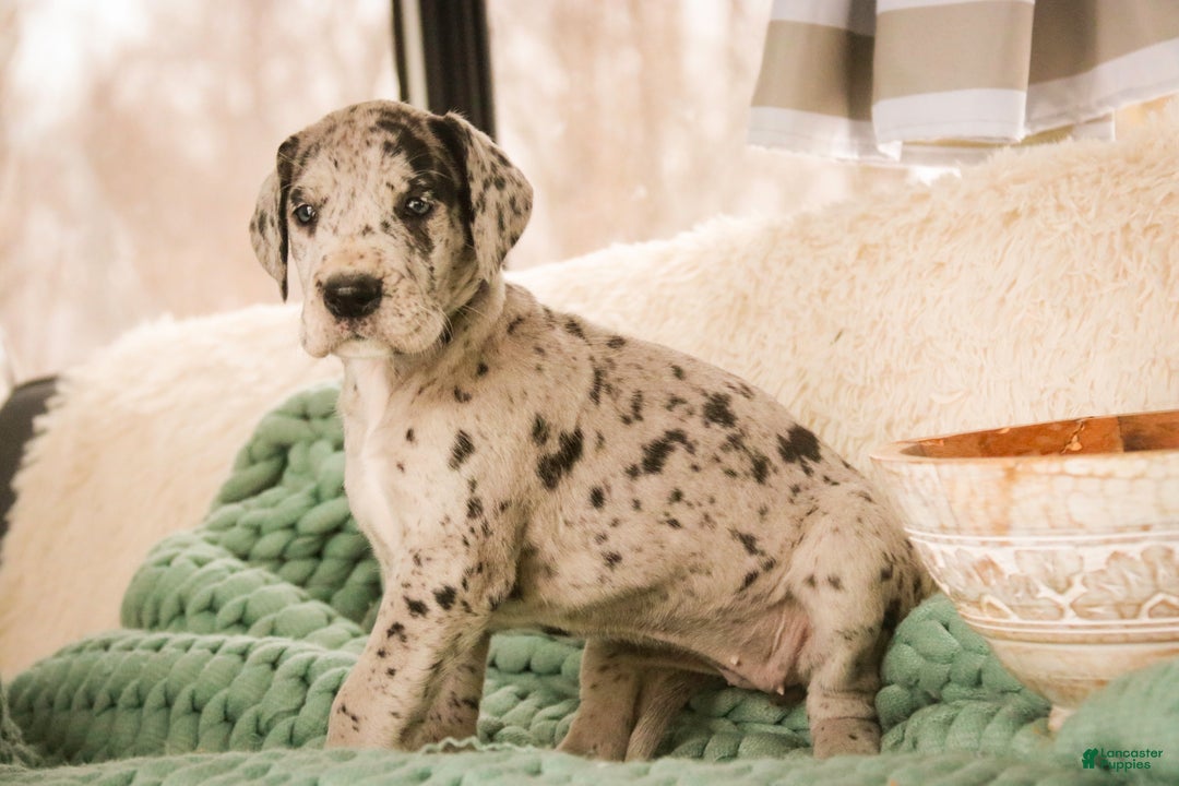 Great Dane dogs for sale: Annie - Ad 2