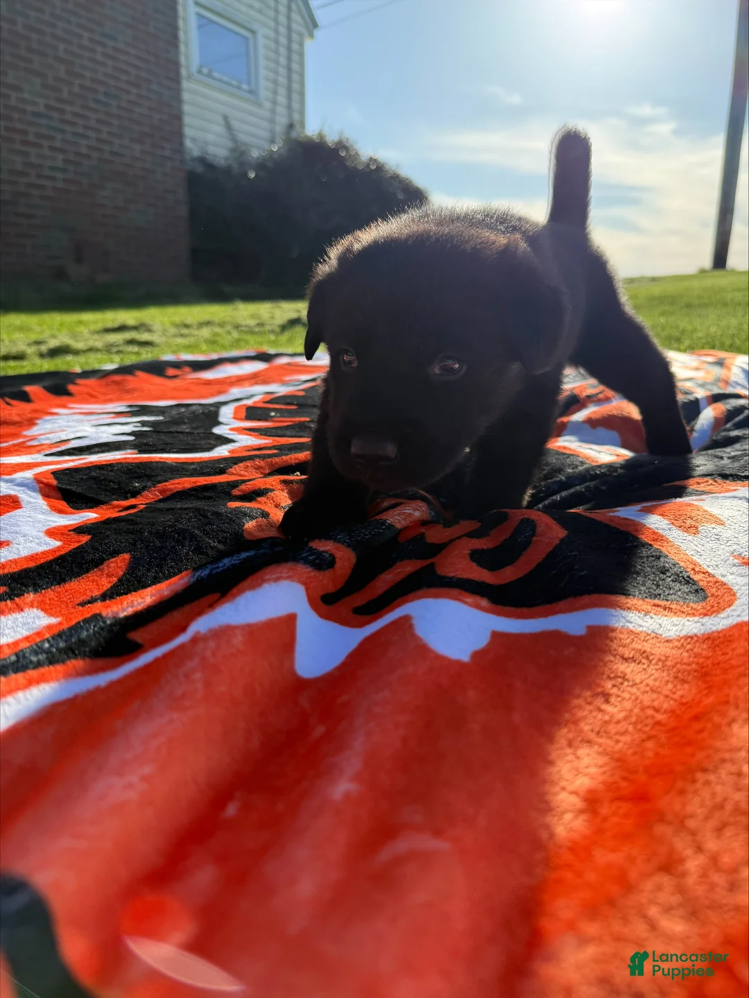 Sheprador dogs for sale: Cocoa - Ad 1