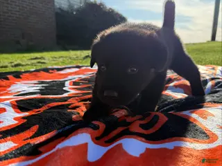 Sheprador dogs Cocoa - Ad 7
