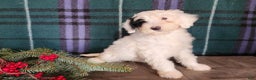 Mini Bernedoodle dogs for sale: Sparkle - Ad 17