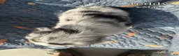 Australian Shepherd dogs for sale: Teddy - Ad 3