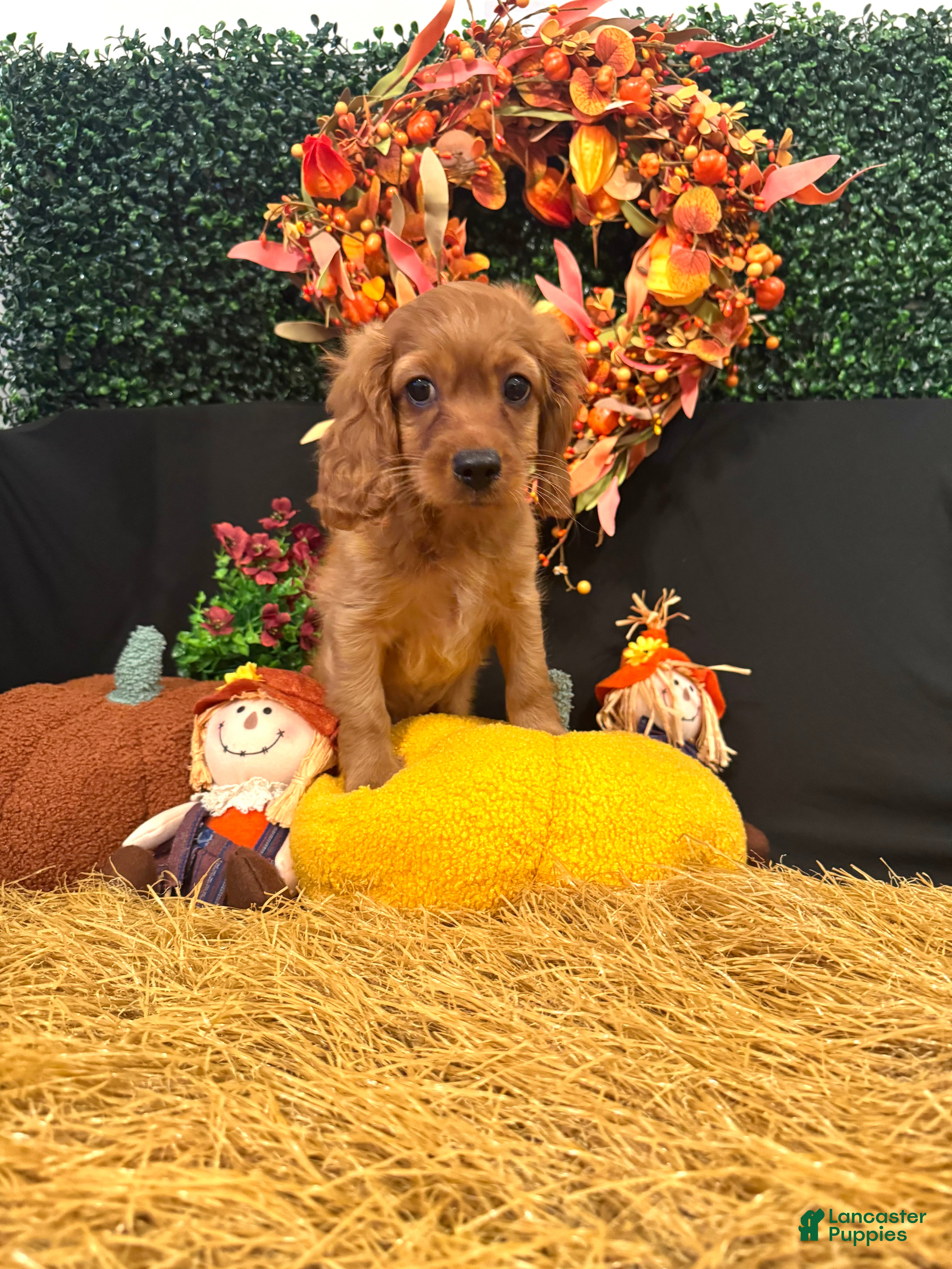 Cavapoo dogs Trooper - Ad 18