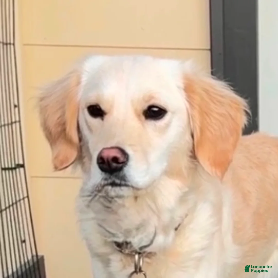 Miniature Golden Retriever dogs for sale: Miniature Golden Retriever Puppy 2 - Ad 3