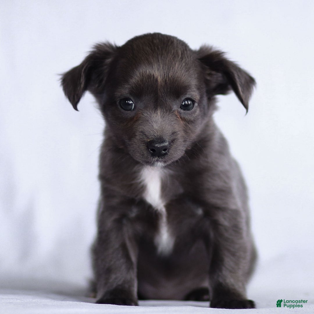 Chihuahua dogs for sale: Penny - Ad 8