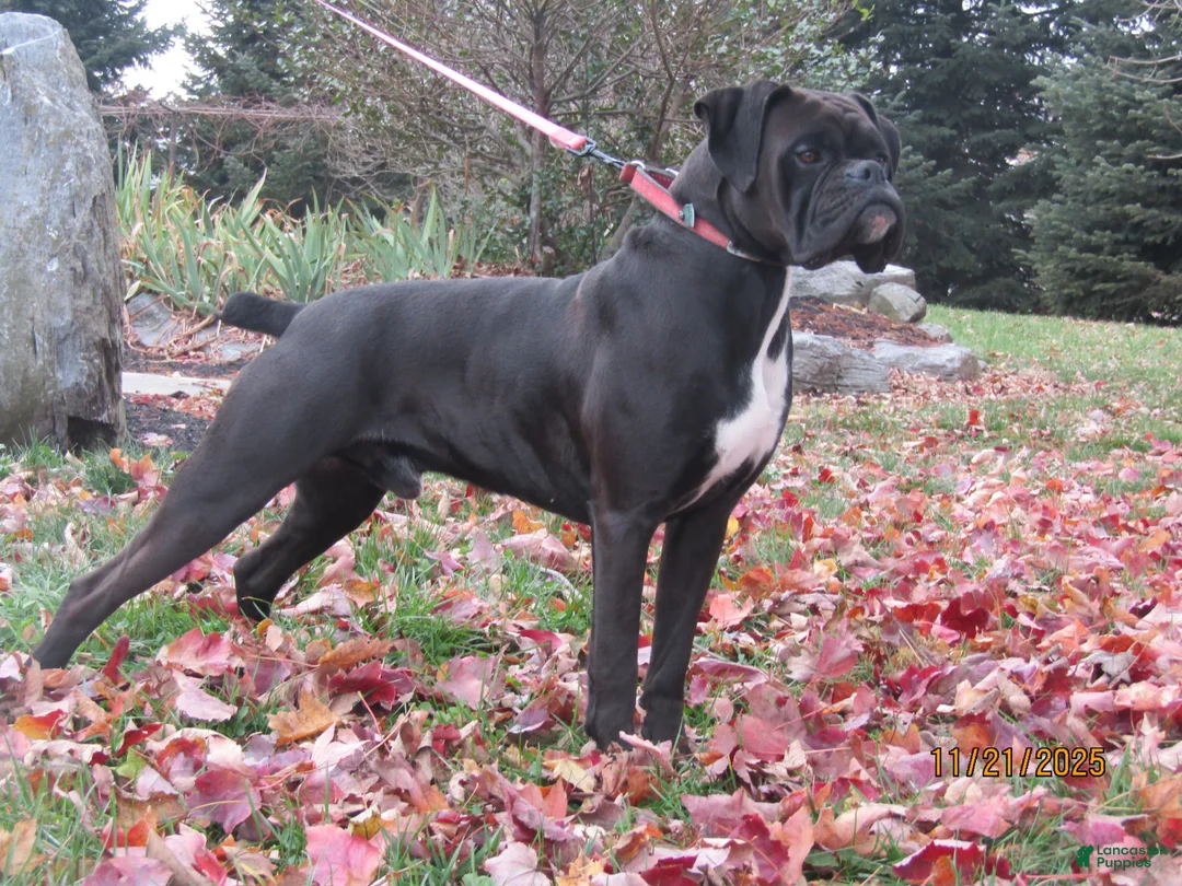 Boxer dogs for sale: JASPER - Ad 5