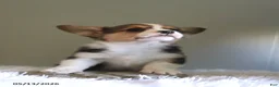 Welsh Corgi Pembroke dogs for sale: Cody - Ad 4