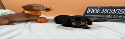 Miniature Dachshund dogs for sale: Russian AKC dachshund - Ad 4