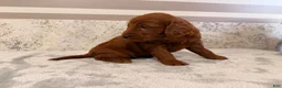 Mini Goldendoodle dogs for sale: Chad - Ad 5