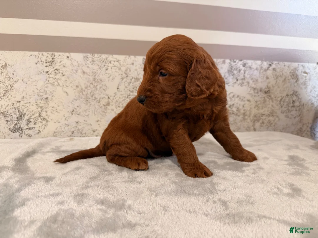 Mini Goldendoodle dogs for sale: Chad - Ad 5