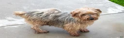 Yorkshire Terrier dogs for sale: Joey - Ad 4