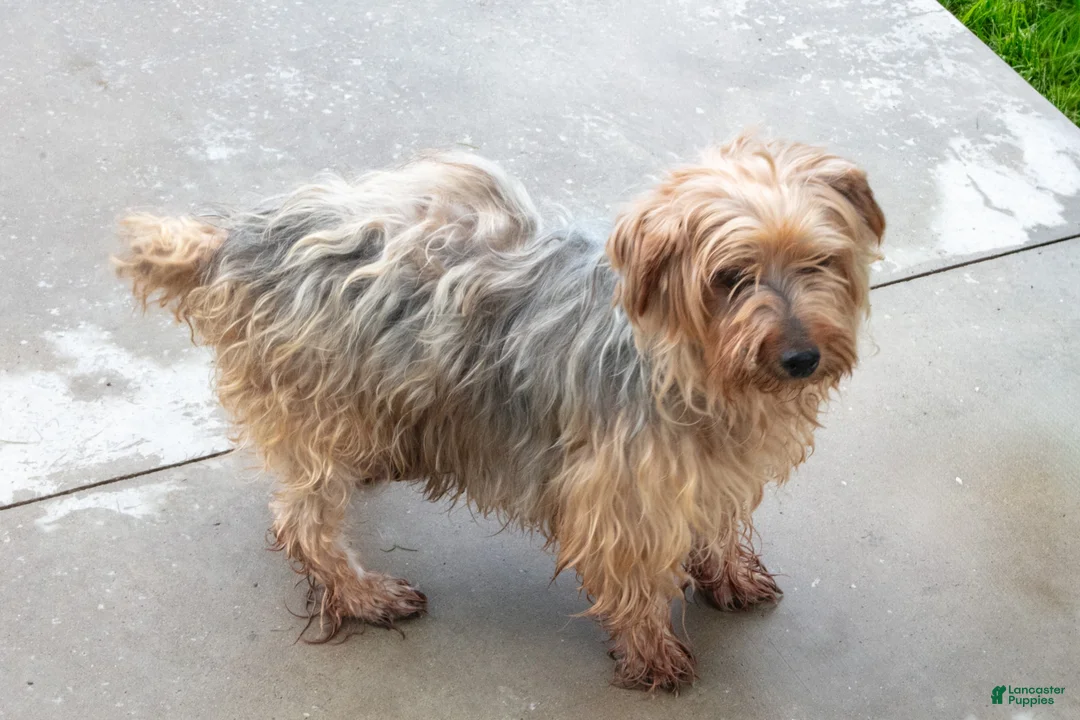 Yorkshire Terrier dogs for sale: Joey - Ad 4