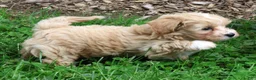 Maltipoo dogs for sale: Roscoe - Ad 7