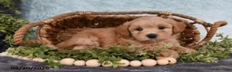 Havapoo dogs for sale: Sparkle - Ad 4