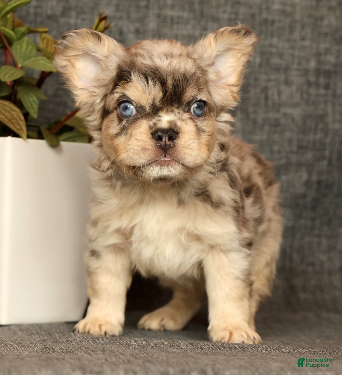 French Bulldog dogs for sale: Leo - Ad 36