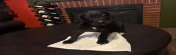 Cane Corso dogs for sale: Cane Corso 1 - Ad 1