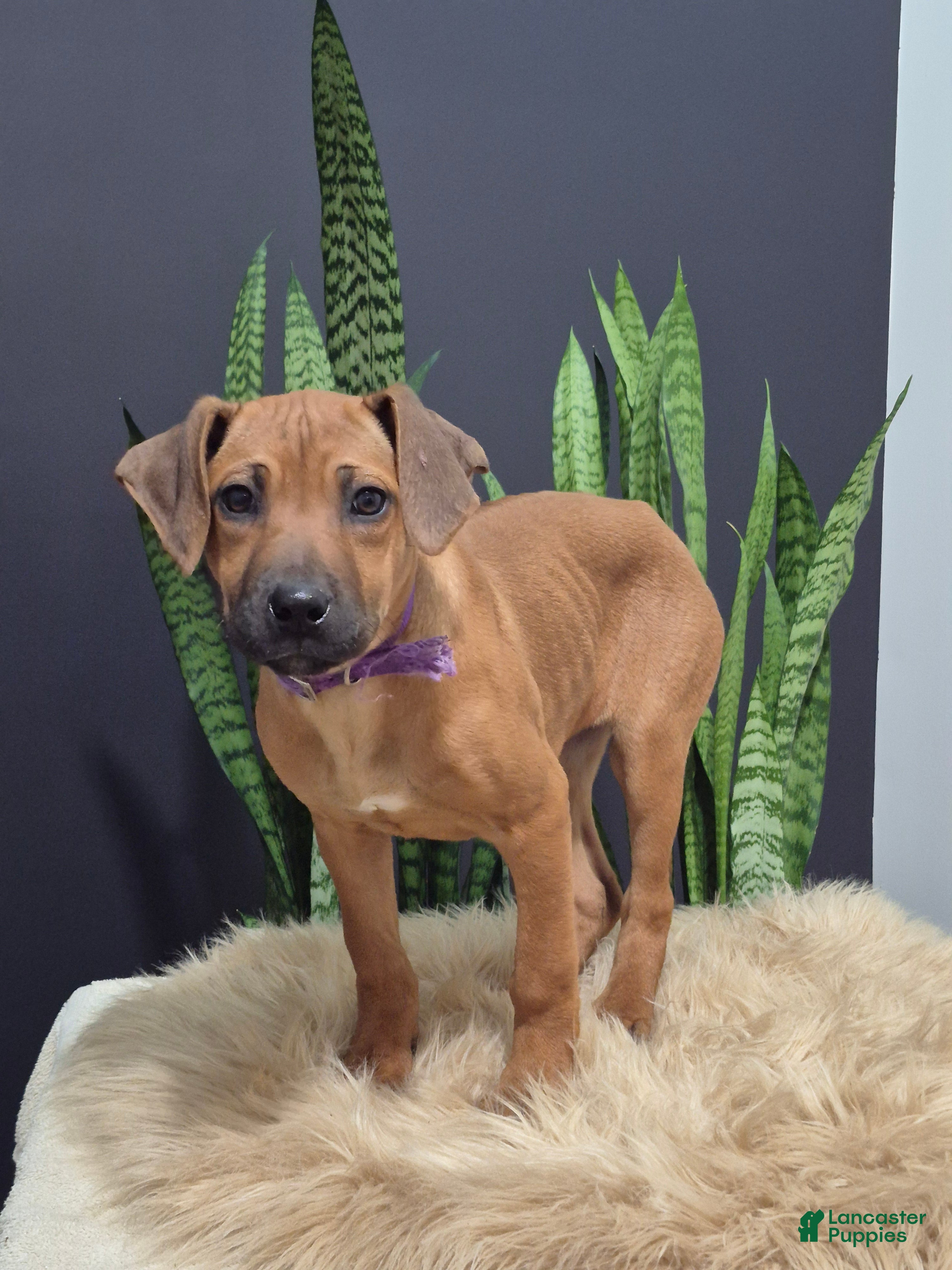 Rhodesian Ridgeback dogs Bailey - Ad 5