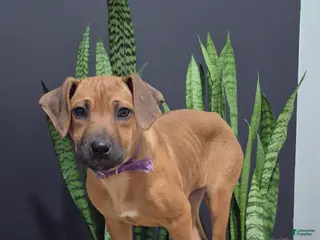 Rhodesian Ridgeback dogs Bailey - Ad 4