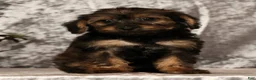 Yorkiepoo dogs for sale: Urban - Ad 9