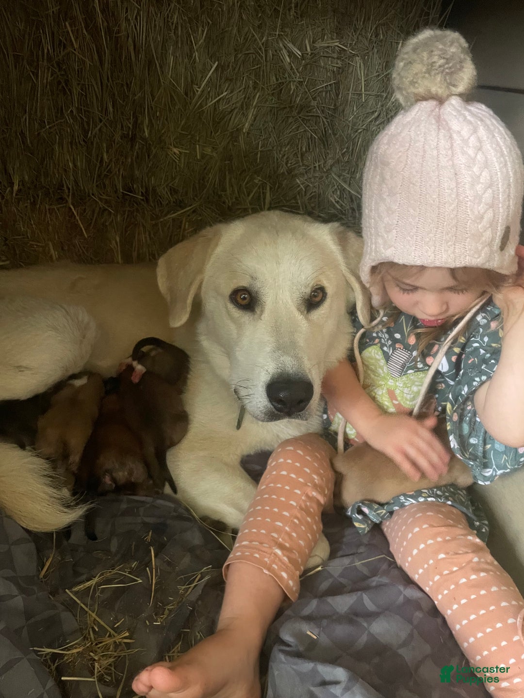 Mixed Breed dogs for sale: Vixon - one of Santa’s rein/pupies. - Ad 2