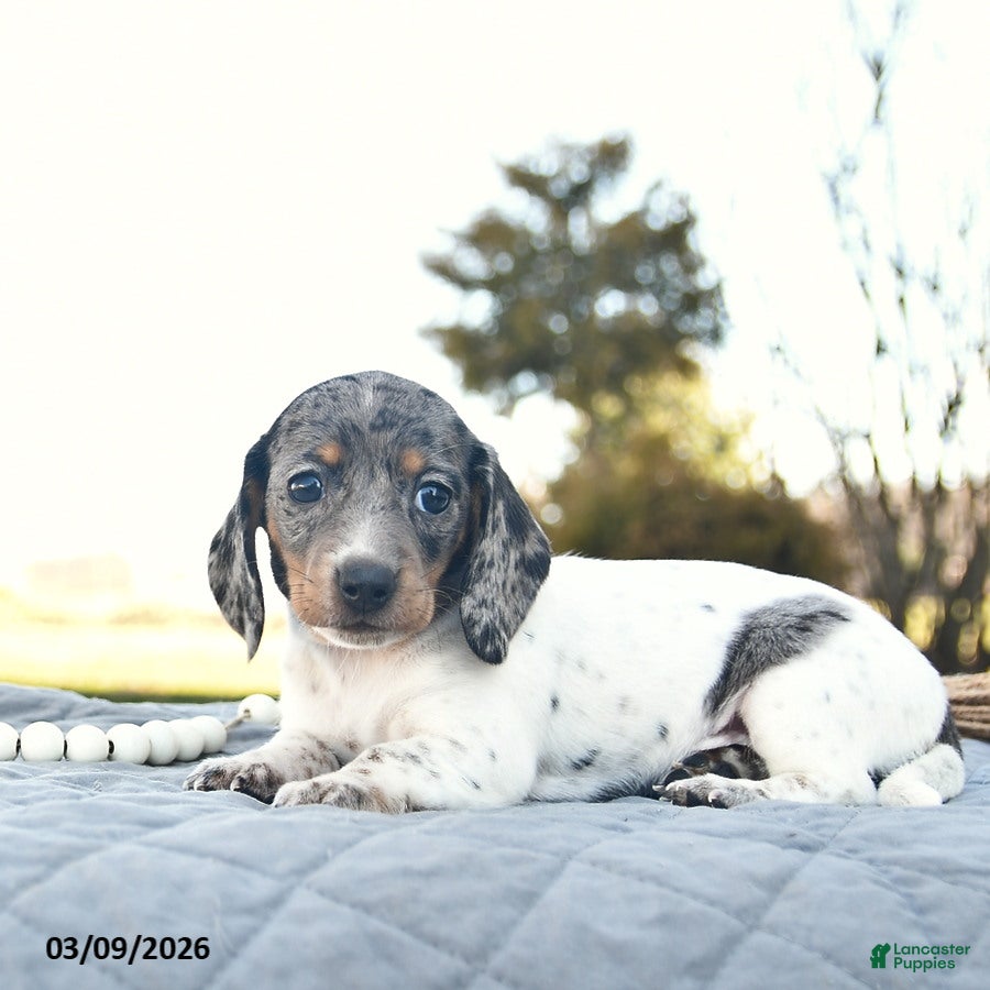 Miniature Dachshund dogs Penny  - Ad 2