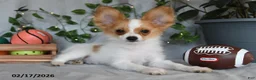 Papillon dogs for sale: Nobel - Ad 4