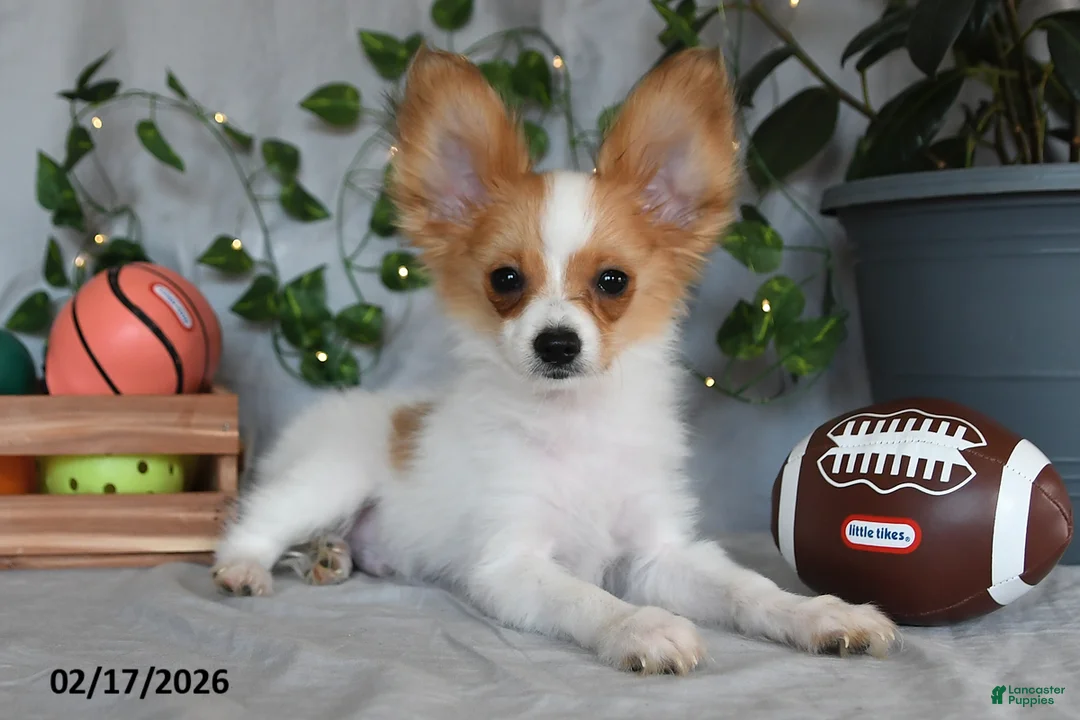 Papillon dogs for sale: Nobel - Ad 4