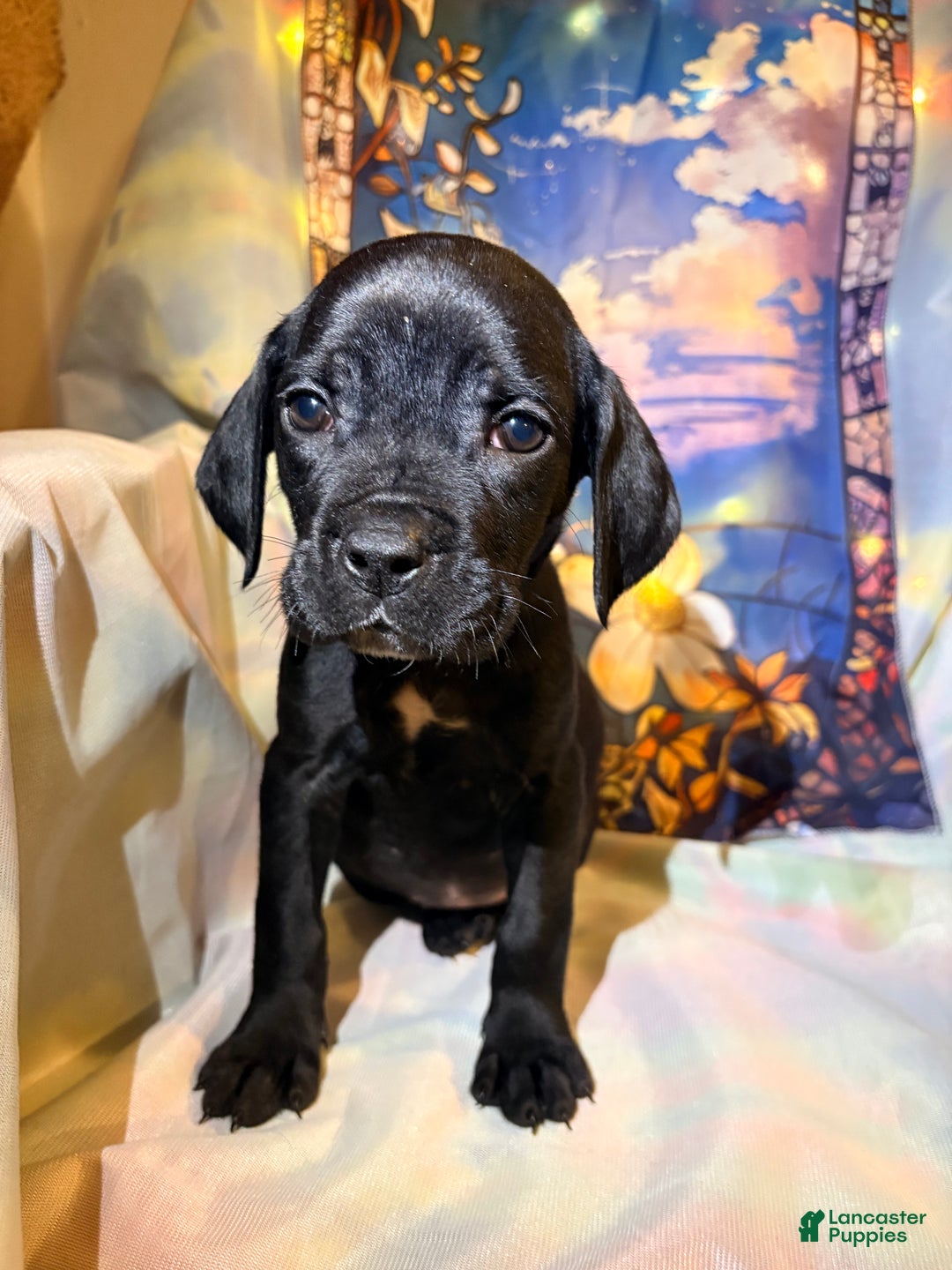 Mixed Breed dogs for sale: Red - Ad 1